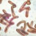 Still On The Scourge Of Cholera 5 2 Die As Cholera Hits Repentant Terrorists’ Camp In Borno