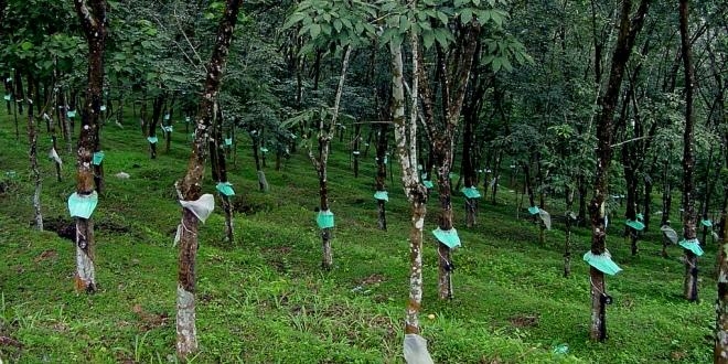MAKING IT, SPENDING IT: MAKE OR MAR MONEY CHOICES 1 rubber plantation