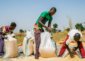 Floods: Nigeria Could Become Dependent On Food Aid, Farmers Warn