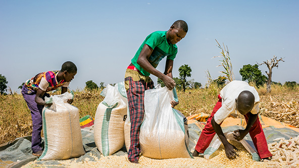 Floods: Nigeria Could Become Dependent On Food Aid, Farmers Warn 1 Babban Gona UG 592x333 1