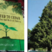 Reflections On From Seed To Cedar