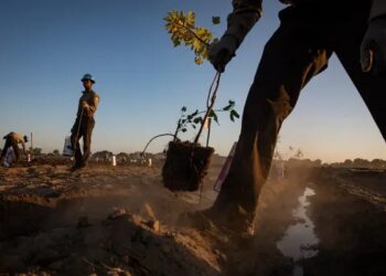 Climate Change: Federal Govt Targets Sustainable Funding To Drive Smart Agriculture