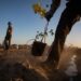 Climate Change: Federal Govt Targets Sustainable Funding To Drive Smart Agriculture