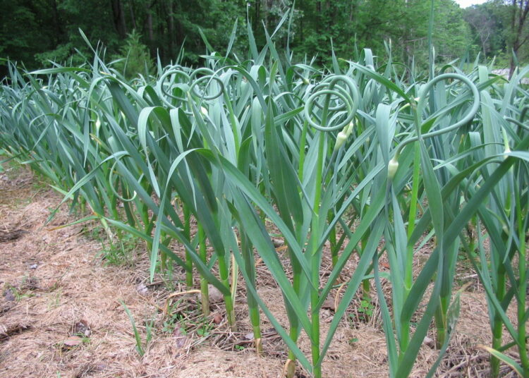 garlic farming