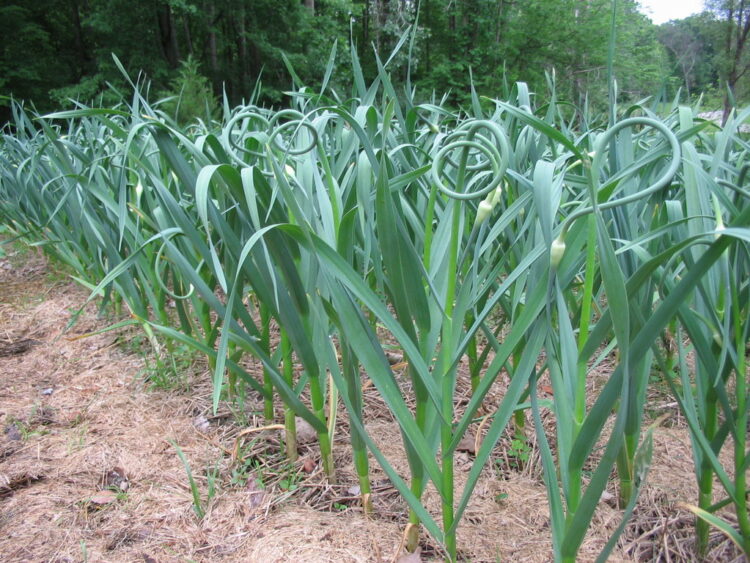 garlic farming