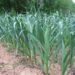 MONEY MATTERS: Investing In Garlic Farming 5 MONEY MATTERS: Investing In Garlic Farming