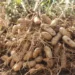 Making Huge Investment Returns On Groundnut Sales