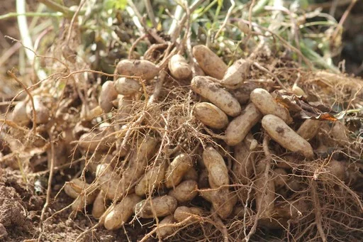Making Huge Investment Returns On Groundnut Sales 1 Groundnut jpg