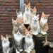 ASUU Strike Affecting Animals Welfare, Call It Off Now – Activist