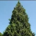 ISLAM COLUMN: Reflections On From Seed To Cedar