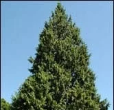 ISLAM COLUMN: Reflections On From Seed To Cedar