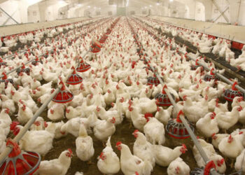 Poor Funding Hampers Egg Production – Poultry Farmers
