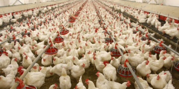 Ondo Residents Fault N5,000 Chicken Subsidy 2 Poor Funding Hampers Egg Production – Poultry Farmers