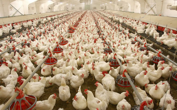 Nigeria Poultry Farmers Demand Federal Govt’s Compensation For Losses In 2022 1 Poultry farm