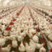Poor Funding Hampers Egg Production – Poultry Farmers