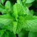 You Can Make Extra Income From Cultivating Scent Leaves