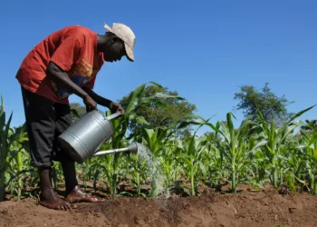 Food Sufficiency: Honda Launches Mechanised Equipment To Increase Farmers’ Yield