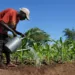 Food Sufficiency: Honda Launches Mechanised Equipment To Increase Farmers’ Yield