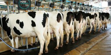 Local Milk Production Key To Dairy Sector Growth, Promasidor Says 2 Cow Milking For Massive Returns
