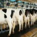 Cow Milking For Massive Returns 6 Cow Milking For Massive Returns
