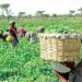 Stakeholders Advocate Implementation of Standards For Agro-Commodities