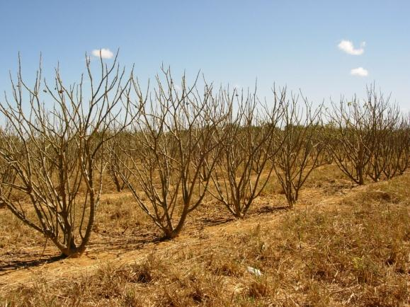 How To Keep Cool Over The Dry Season 1 dry season
