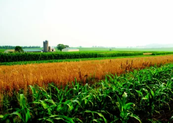 Nigeria Losses 80 Percent Crop Yield To Pests, Diseases In 2022 – Report