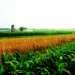 Nigeria Losses 80 Percent Crop Yield To Pests, Diseases In 2022 – Report