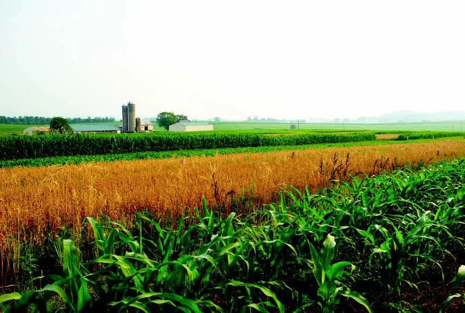 Nigeria Losses 80 Percent Crop Yield To Pests, Diseases In 2022 - Report 1 farm crop harvest plant jpg