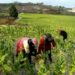 Oyo Promises Safe Return Of Abducted Farmers