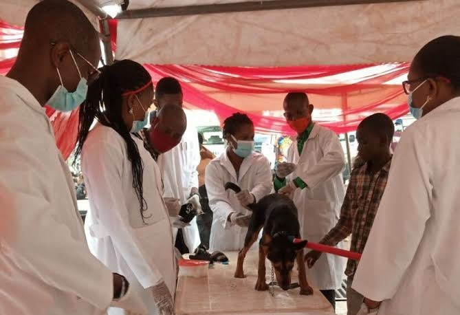 Tackling Rabies In Nigeria Through Massive Vaccination 1 images 34