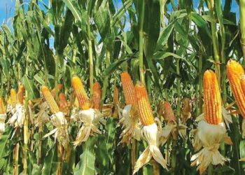 Maize Association Takes Loan Recovery Drive To Northern Nigeria 