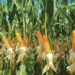 Maize Association Takes Loan Recovery Drive To Northern Nigeria 
