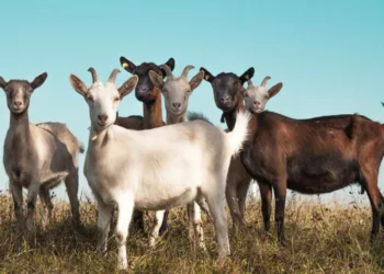 NDE Engages 1,850 Nigerians In Livestock Production