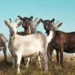 NDE Engages 1,850 Nigerians In Livestock Production
