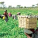 Benue Varsity Trains Agric Workers On Curbing Post-harvest Losses