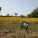 NASC Seeks Farmers’ Adoption Of Flood-Tolerant Rice Varieties 