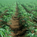Nasarawa Engages Stakeholders On Special Agro-Industrial Zone