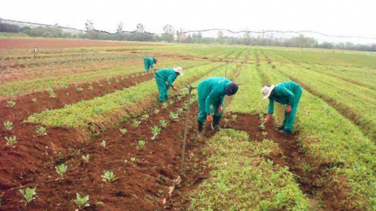 Agriculture