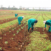 Federal Govt, Foundation Empower 100 FCT Farmers In Irrigation Farming