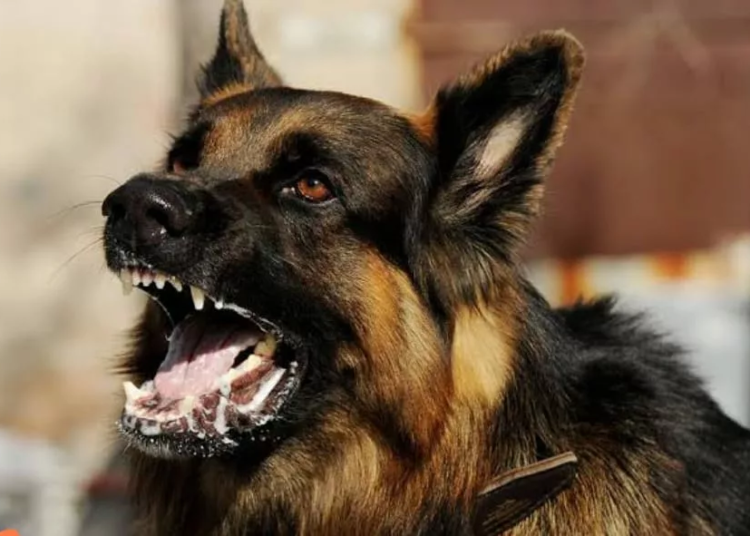 Nigeria Records 17 Rabies Fatalities In 22 Months 1 WhatsApp Image 2022 11 28 at 13.31.29 1 jpeg