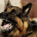 Nigeria Records 17 Rabies Fatalities In 22 Months