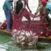 Our Members Are Urinating Blood – Fishermen  Association   
