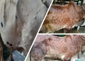 Federal Govt Harps On One Health Approach To Tackle Transboundary Animal Diseases 