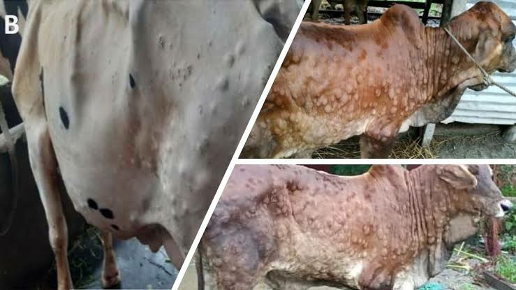 Federal Govt Harps On One Health Approach To Tackle Transboundary Animal Diseases 1 IMG 20221208 WA0006