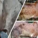 Federal Govt Harps On One Health Approach To Tackle Transboundary Animal Diseases 