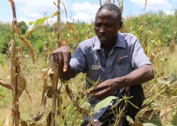The Year 2022: A Locust Year For Nigerian Farmers