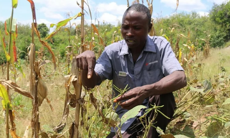 The Year 2022: A Locust Year For Nigerian Farmers 1 Mwagire locusts Kenya jpg