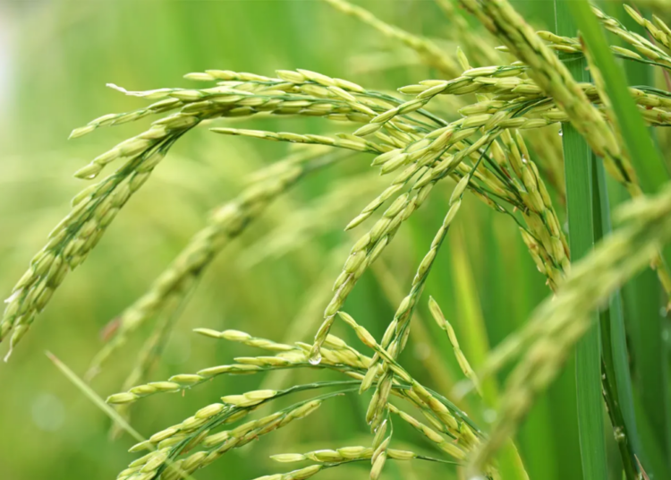 Federal Govt Targets 34m Mt Paddy Production By 2030 1 Osinbajo 2022 12 16T063413.345