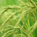 Federal Govt Targets 34m Mt Paddy Production By 2030